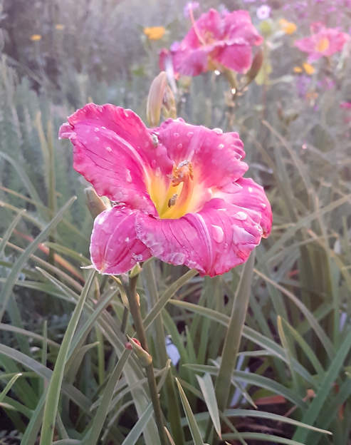 Hemerocallis cultorum `Anneliese Frevert`